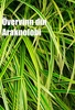 Övervinn din Araknofobi