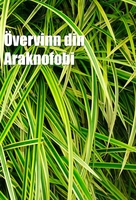 Övervinn din Araknofobi